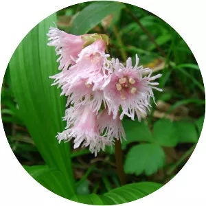 Fringed galax - Plants