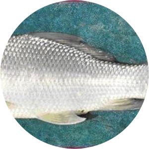 Fringed-lipped peninsula carp - Fish