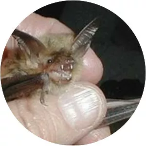 Fringed myotis
