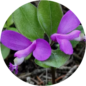 Fringed polygala - Plants