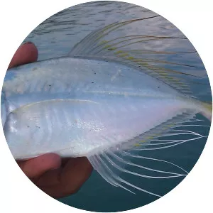 Fringefin trevally