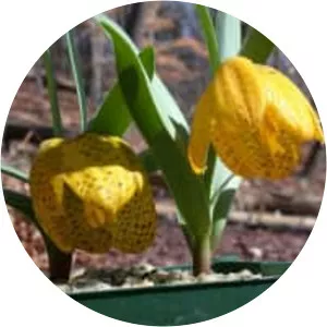 Fritillaria aurea