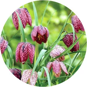 Fritillaries