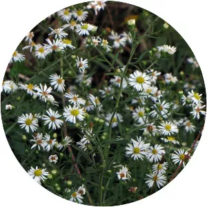 Frost aster