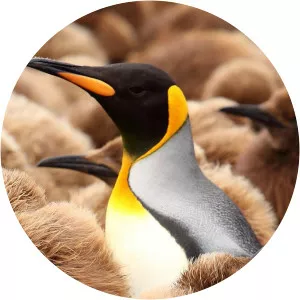 Frozen IslandsSince 2020