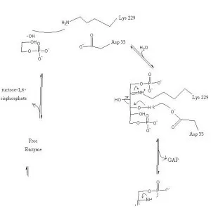 Fructose-bisphosphate aldolase - 