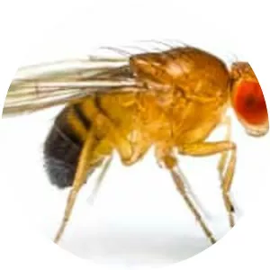 Fruit flies