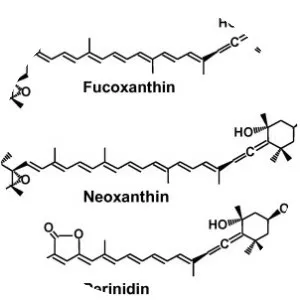 Fucoxanthin - 
