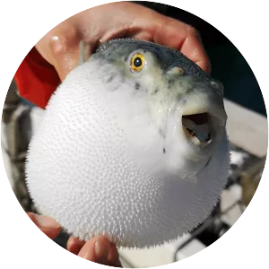 Fugu