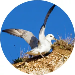 Fulmars (Fulmar)