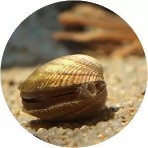 Fulvia mutica - Animal