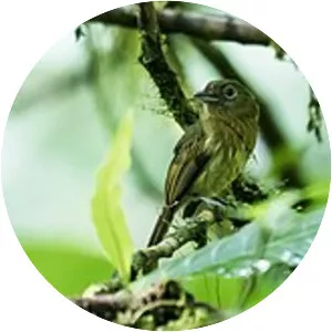 Fulvous-breasted flatbill - Bird