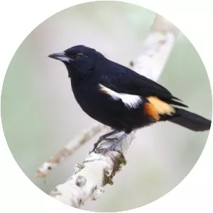 Fulvous-crested tanager