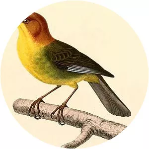 Fulvous-headed brush finch