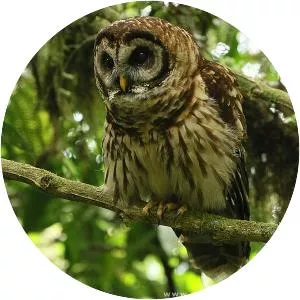 Fulvous owl