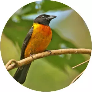 Fulvous shrike-tanager - Bird