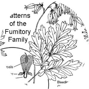 Fumariaceae