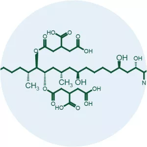 Fumonisin photograph