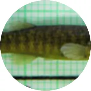 Fundulus confluentus - 