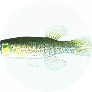 Fundulus escambiae