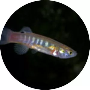 Fundulus luciae