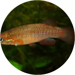 Fundulus rubrifrons