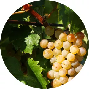 Furmint