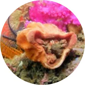 Furred sponge crab