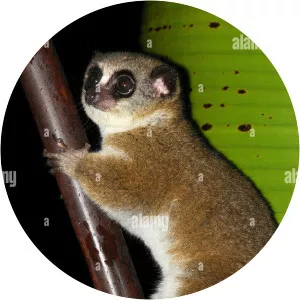 Furry-eared dwarf lemur - 