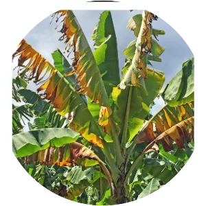 Fusarium oxysporum f. sp. cubense