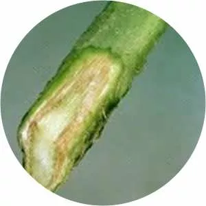 Fusarium oxysporum f. sp. lycopersici (. . .