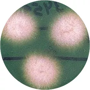 Fusarium oxysporum
