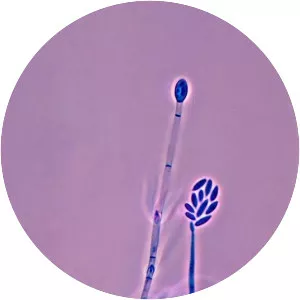 Fusarium verticillioides