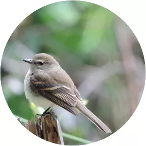 Fuscous flycatcher - 