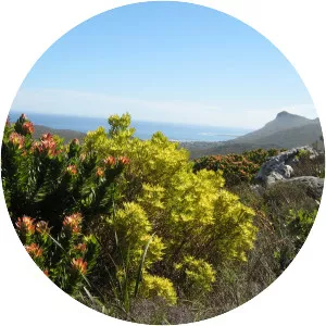 Fynbos