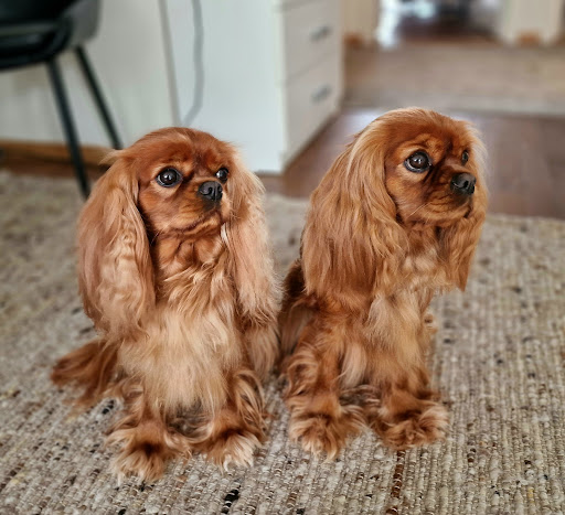 Fyrfotat Cat and Dog - Pet supply store in Alingsas, Sweden