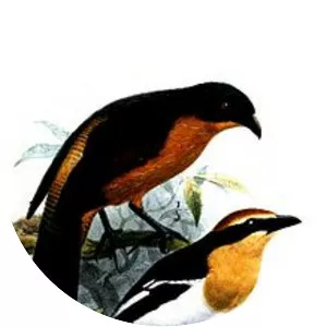 Gabon coucal