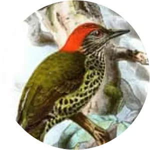 Gabon woodpecker