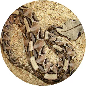 Gaboon viper