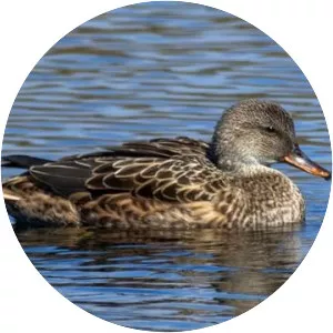 Gadwall - Birds