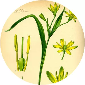 Gagea lutea
