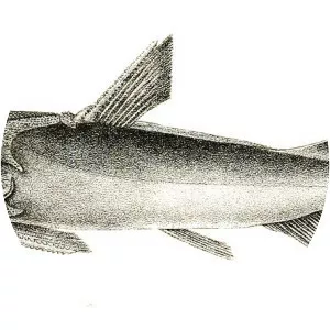 Gagora catfish