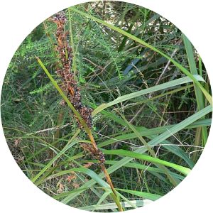 Gahnia melanocarpa - 