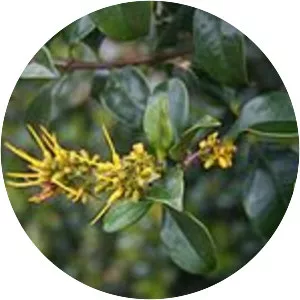 Gaiadendron - Plants