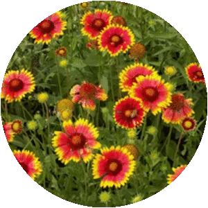 Gaillardia aristata