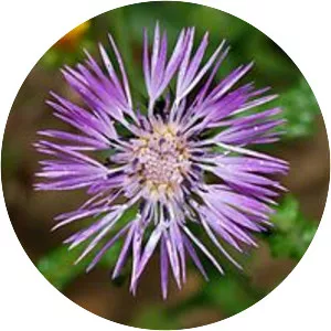 Galactites tomentosa - Plants