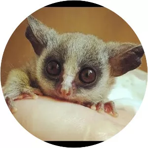 Galago