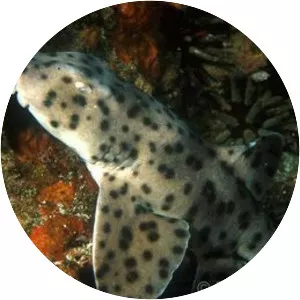 Galapagos bullhead shark