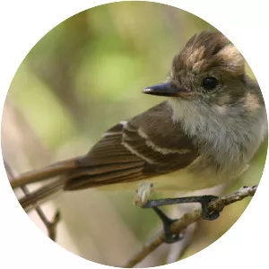Galapagos flycatcher