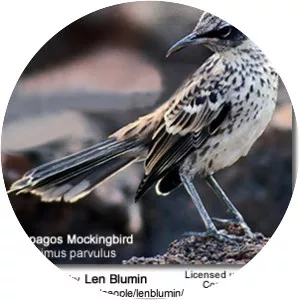 Galápagos mockingbird